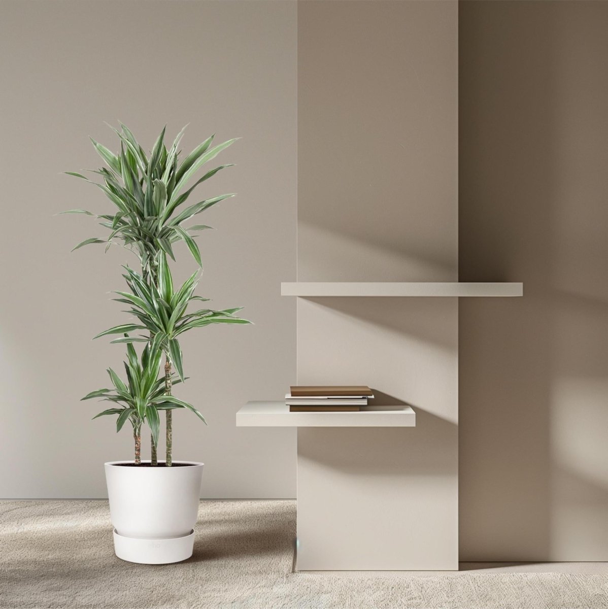 Dracaena Warneckei 3 - LushLeaf | Online planten bestellen