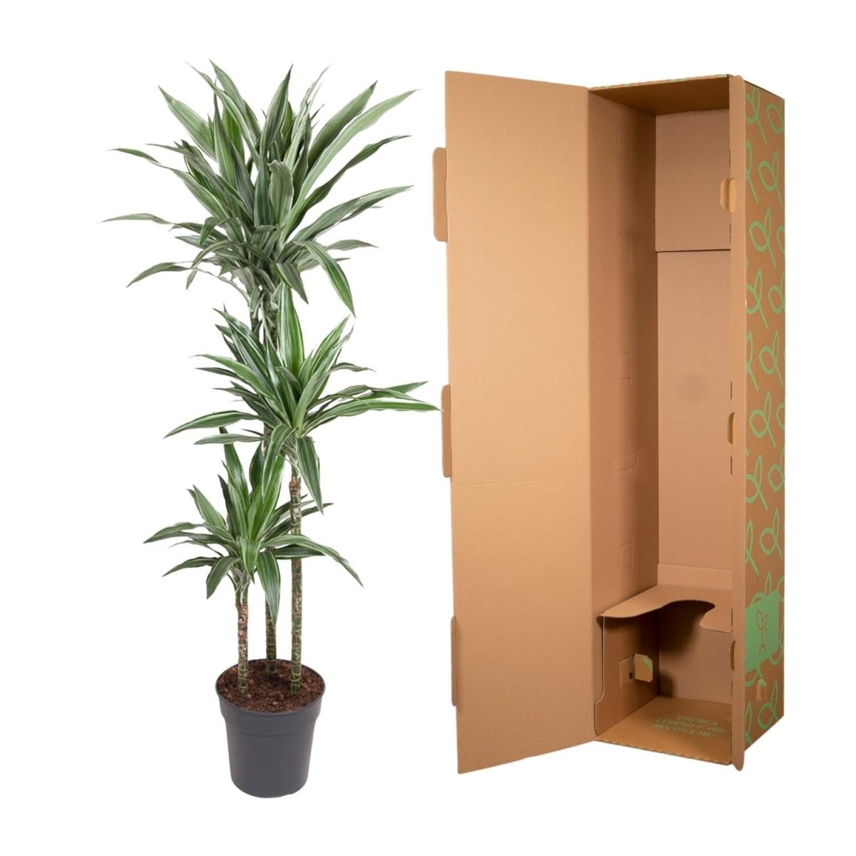 Dracaena Warneckei 5 - LushLeaf | Online planten bestellen