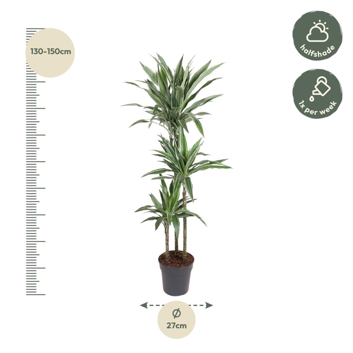 Dracaena Warneckei 4 - LushLeaf | Online planten bestellen