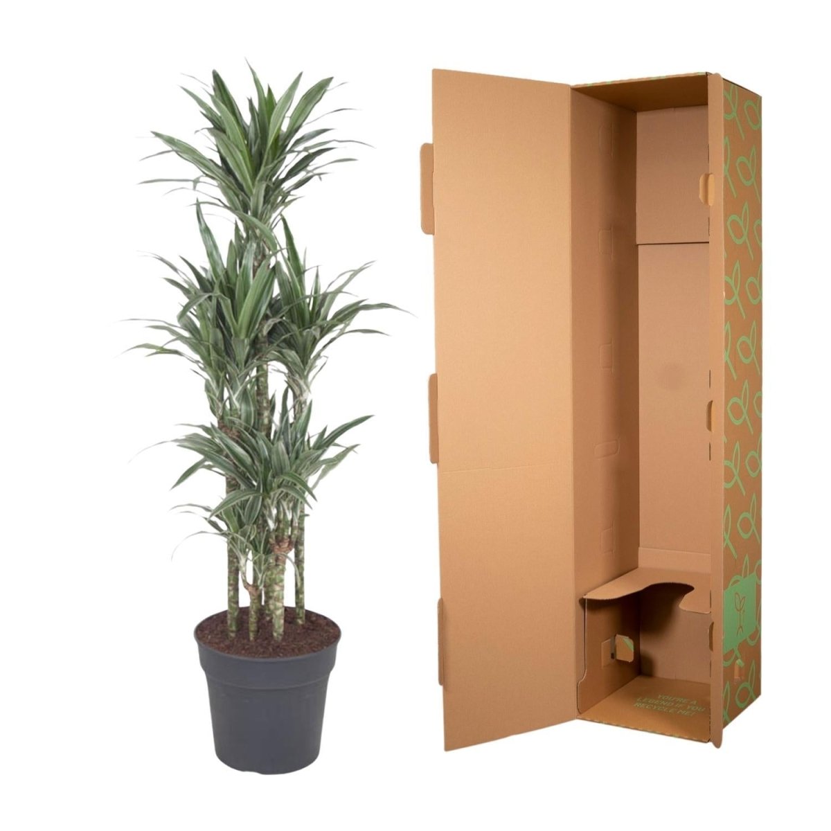Dracaena Warneckei Carrousel 5 - LushLeaf | Online planten bestellen
