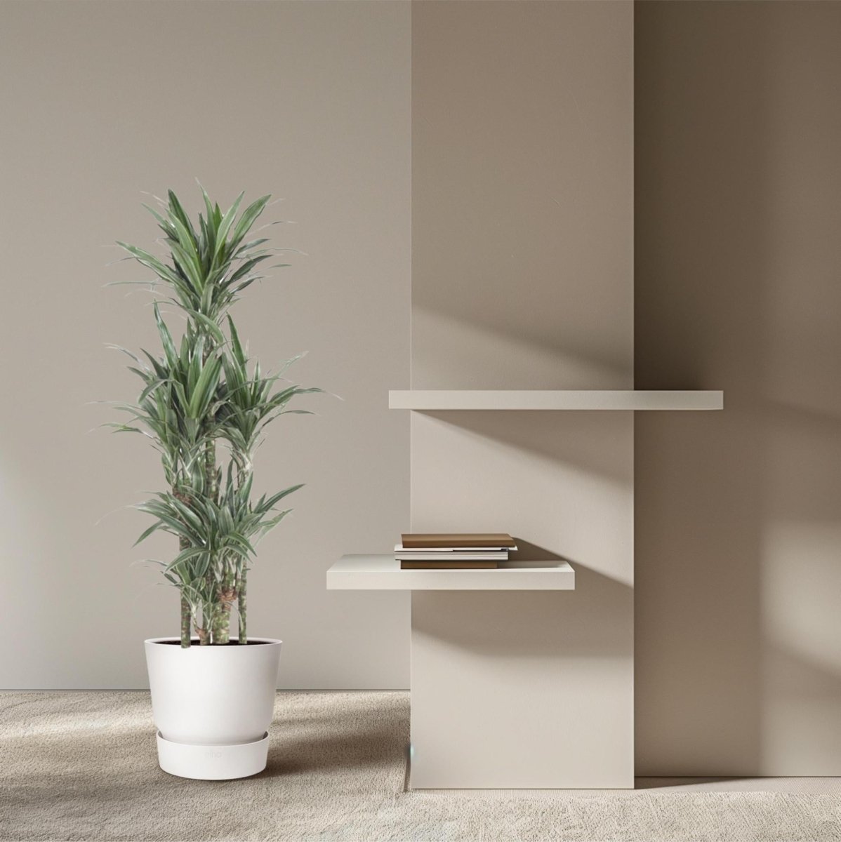 Dracaena Warneckei Carrousel 3 - LushLeaf | Online planten bestellen