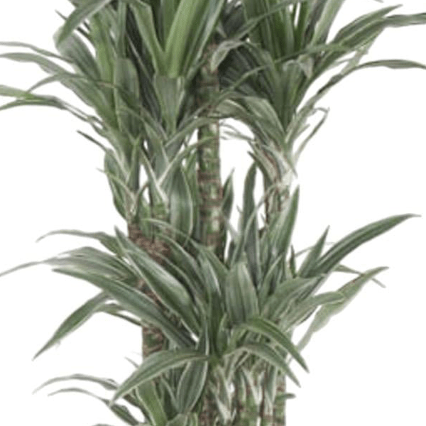 Dracaena Warneckei Carrousel 2 - LushLeaf | Online planten bestellen