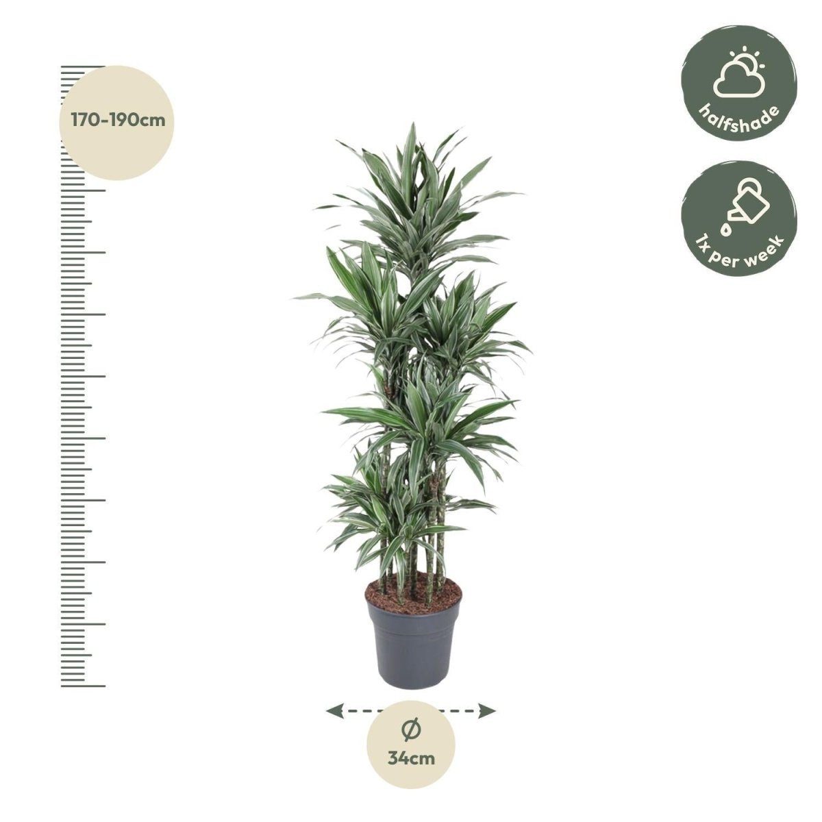 Dracaena Warneckei Carrousel | XL 4 - LushLeaf | Online planten bestellen