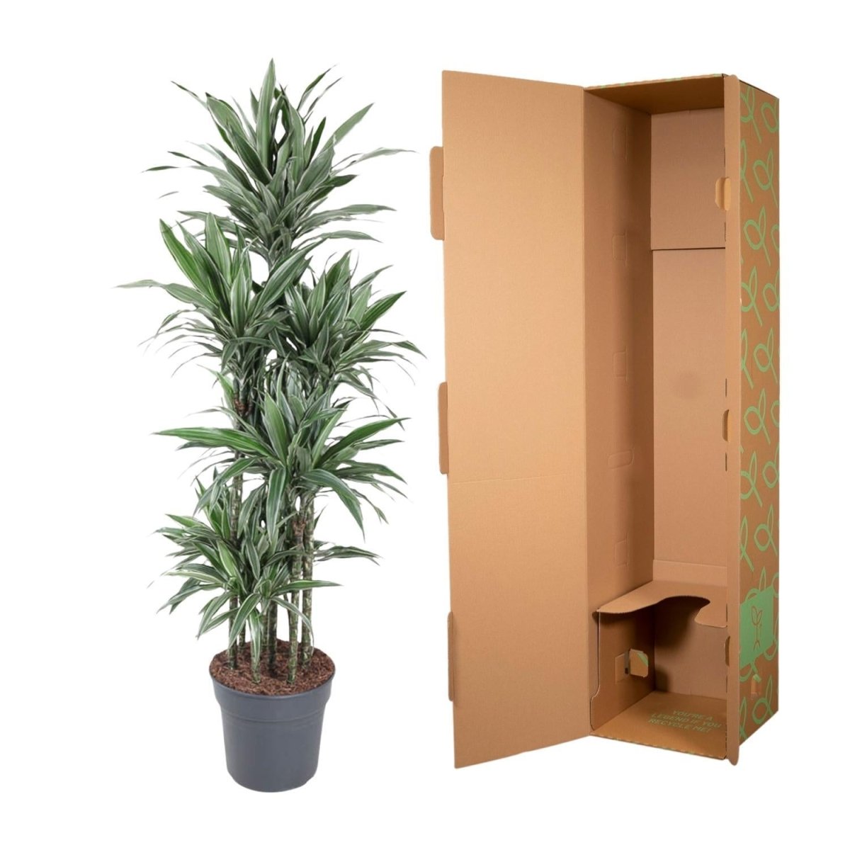 Dracaena Warneckei Carrousel | XL 5 - LushLeaf | Online planten bestellen