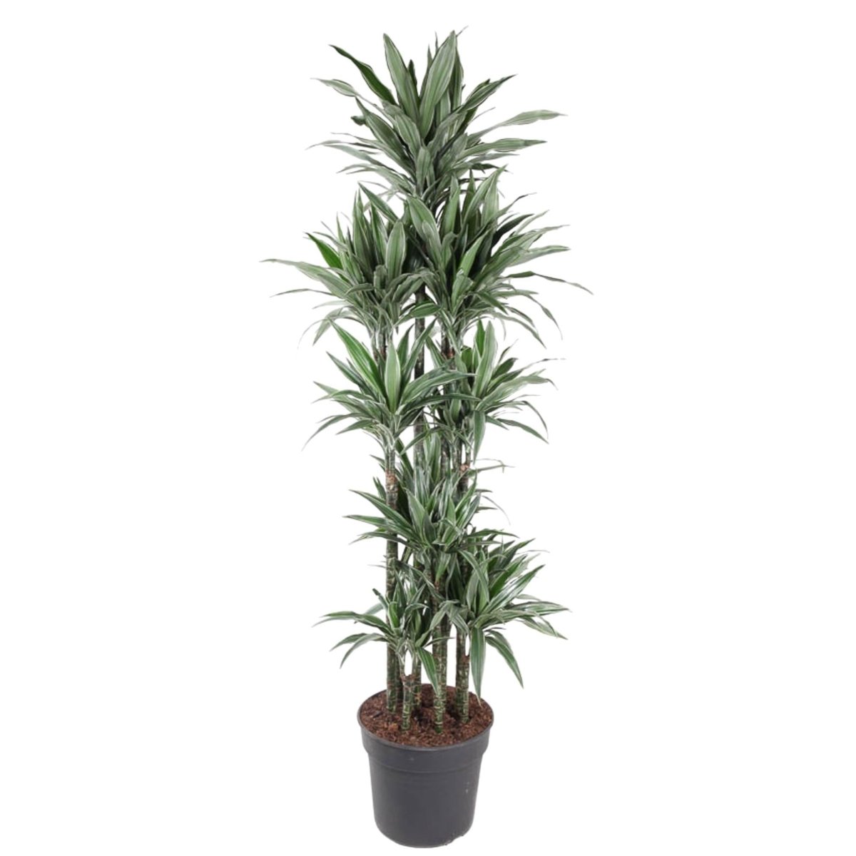 Dracaena Warneckei Carrousel | XL 6 - LushLeaf | Online planten bestellen