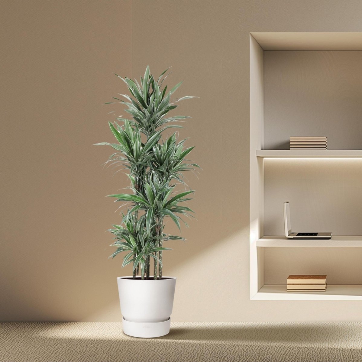 Dracaena Warneckei Carrousel | XL 3 - LushLeaf | Online planten bestellen