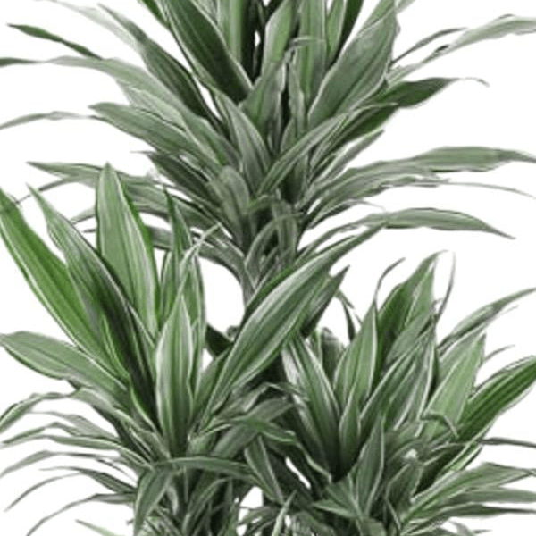 Dracaena Warneckei Carrousel | XL 2 - LushLeaf | Online planten bestellen