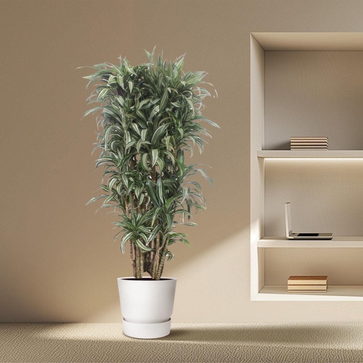 Dracaena Warneckei compacta 3 - LushLeaf | Online planten bestellen