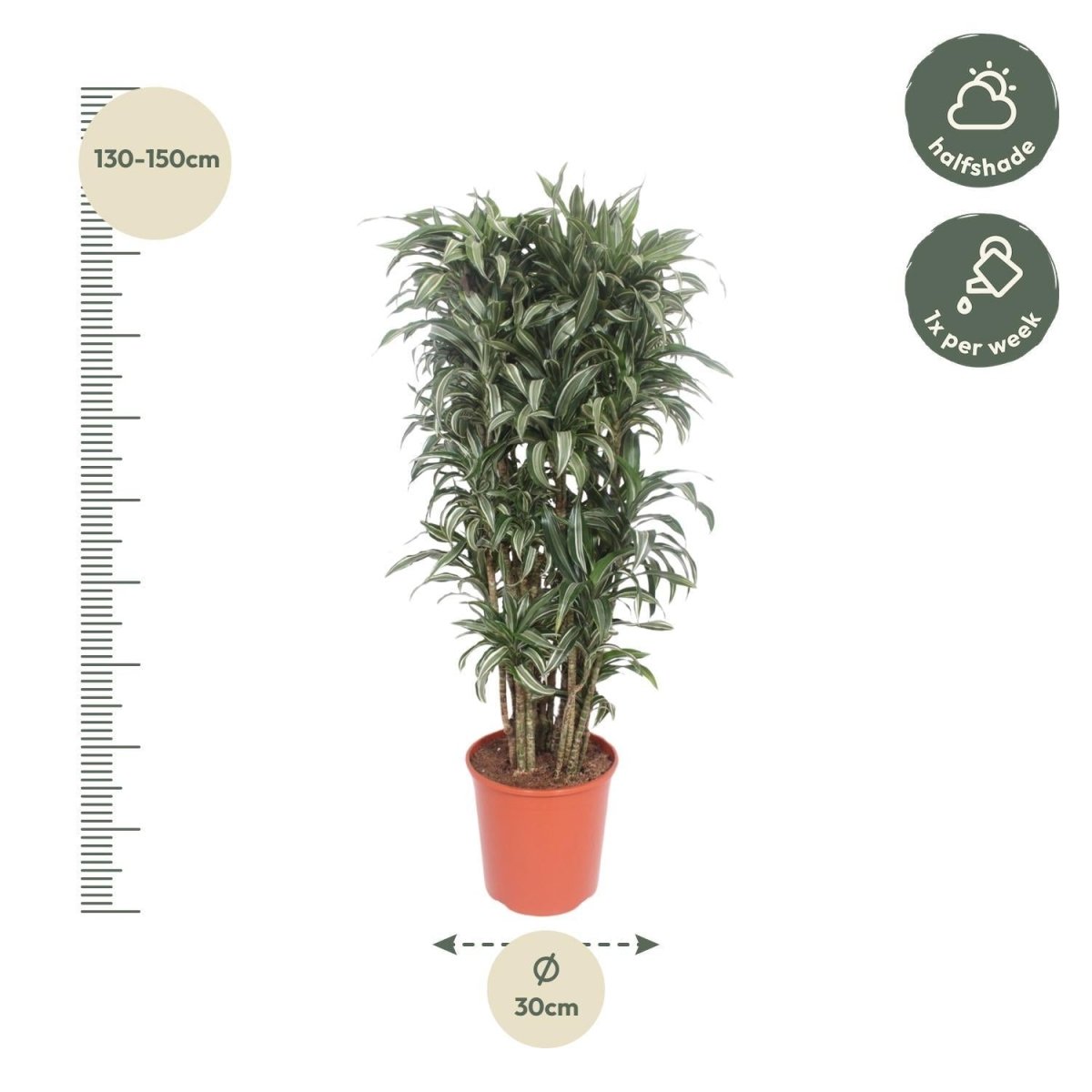 Dracaena Warneckei compacta 4 - LushLeaf | Online planten bestellen
