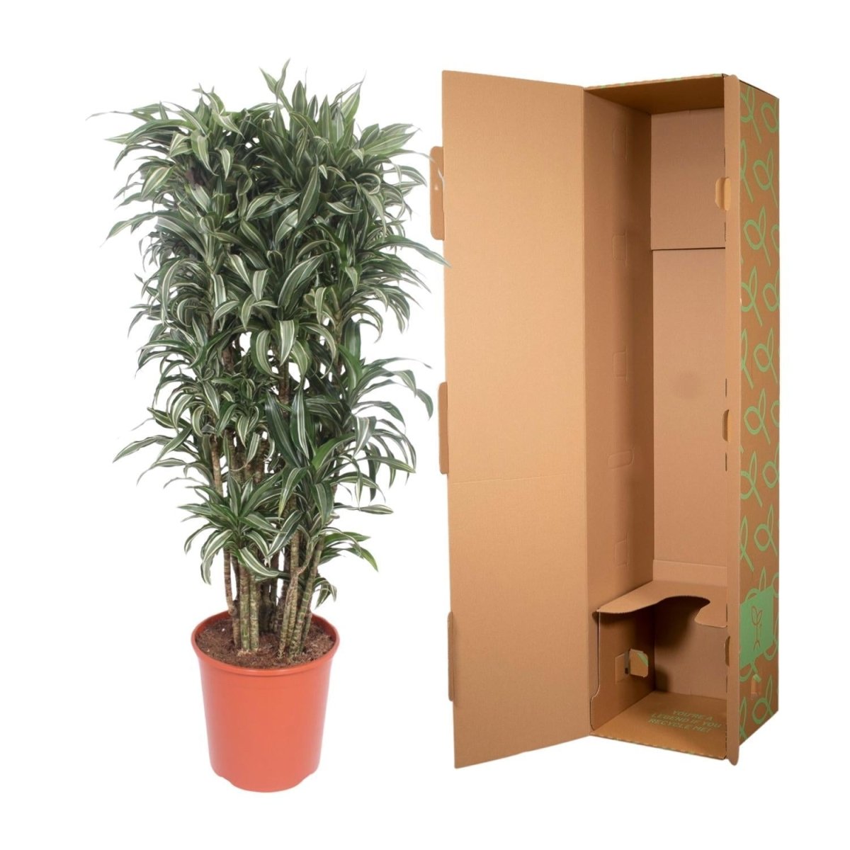 Dracaena Warneckei compacta 5 - LushLeaf | Online planten bestellen