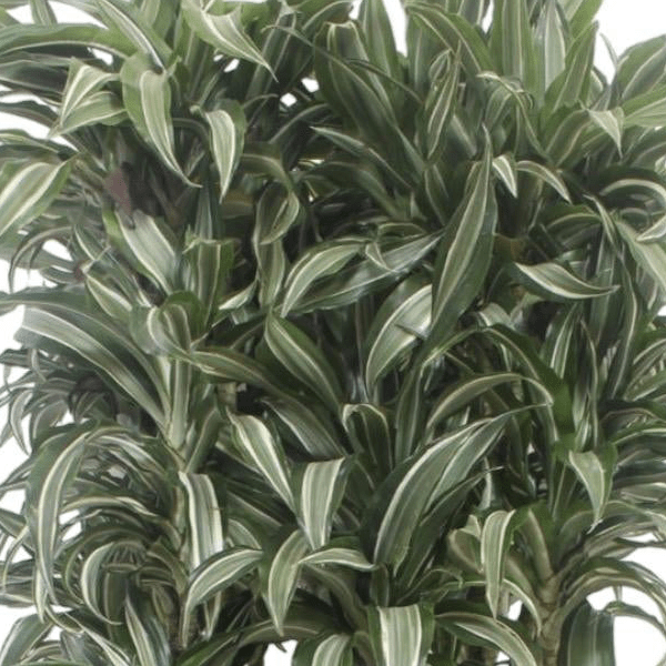 Dracaena Warneckei compacta 2 - LushLeaf | Online planten bestellen