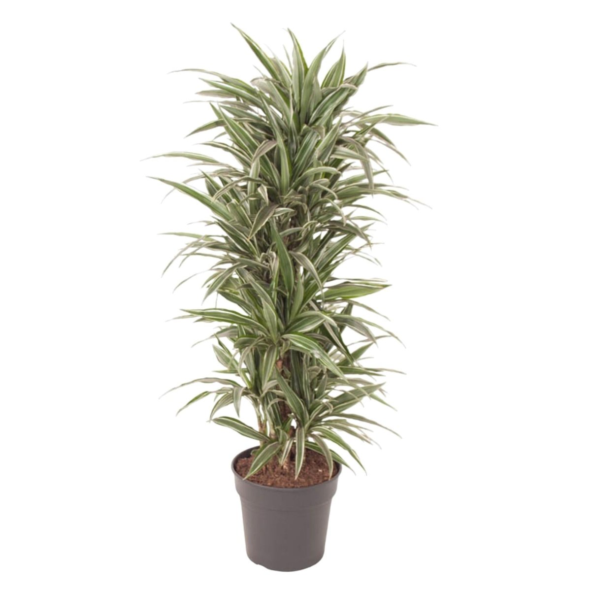 Dracaena Warneckei vertakt 1 - LushLeaf | Online planten bestellen