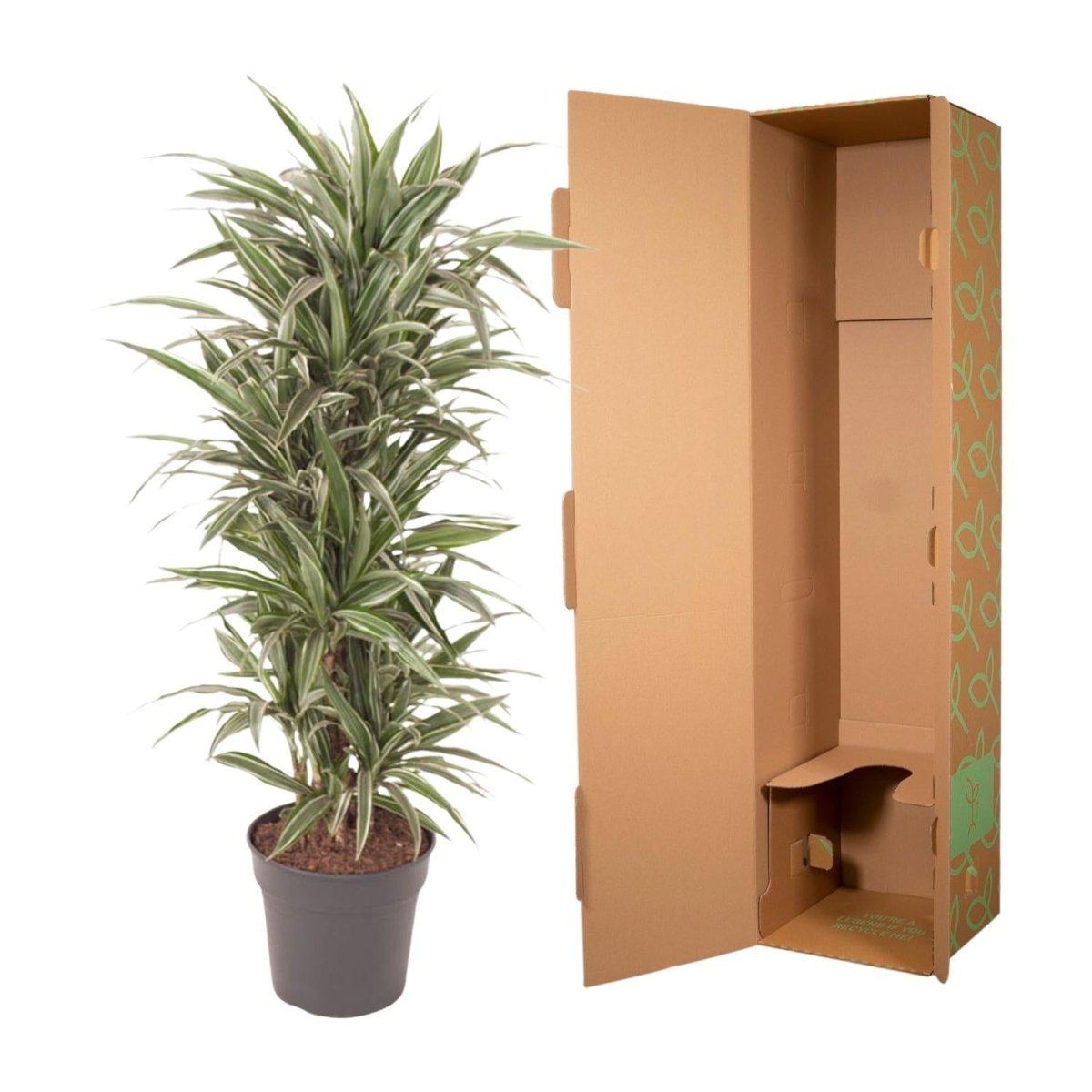 Dracaena Warneckei vertakt 4 - LushLeaf | Online planten bestellen