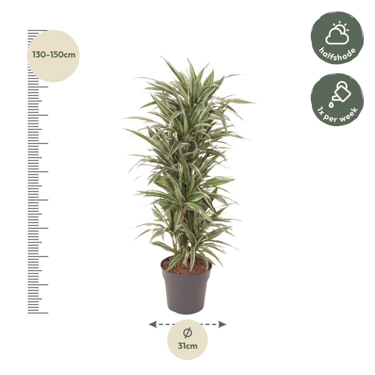 Dracaena Warneckei vertakt 5 - LushLeaf | Online planten bestellen