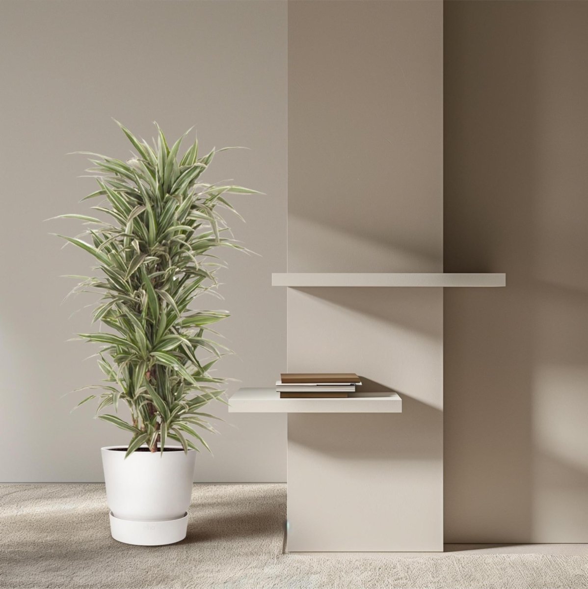 Dracaena Warneckei vertakt 3 - LushLeaf | Online planten bestellen