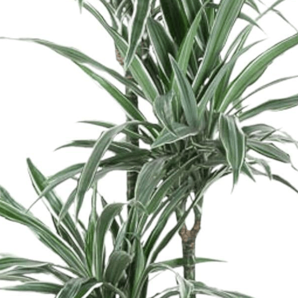 Dracaena Warneckei | XL 2 - LushLeaf | Online planten bestellen