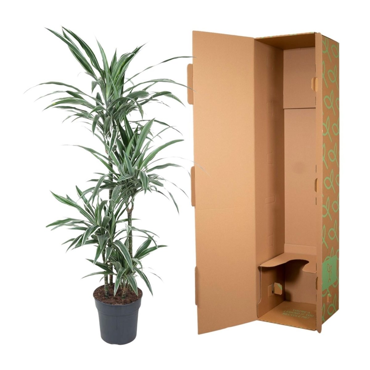 Dracaena Warneckei | XL 5 - LushLeaf | Online planten bestellen