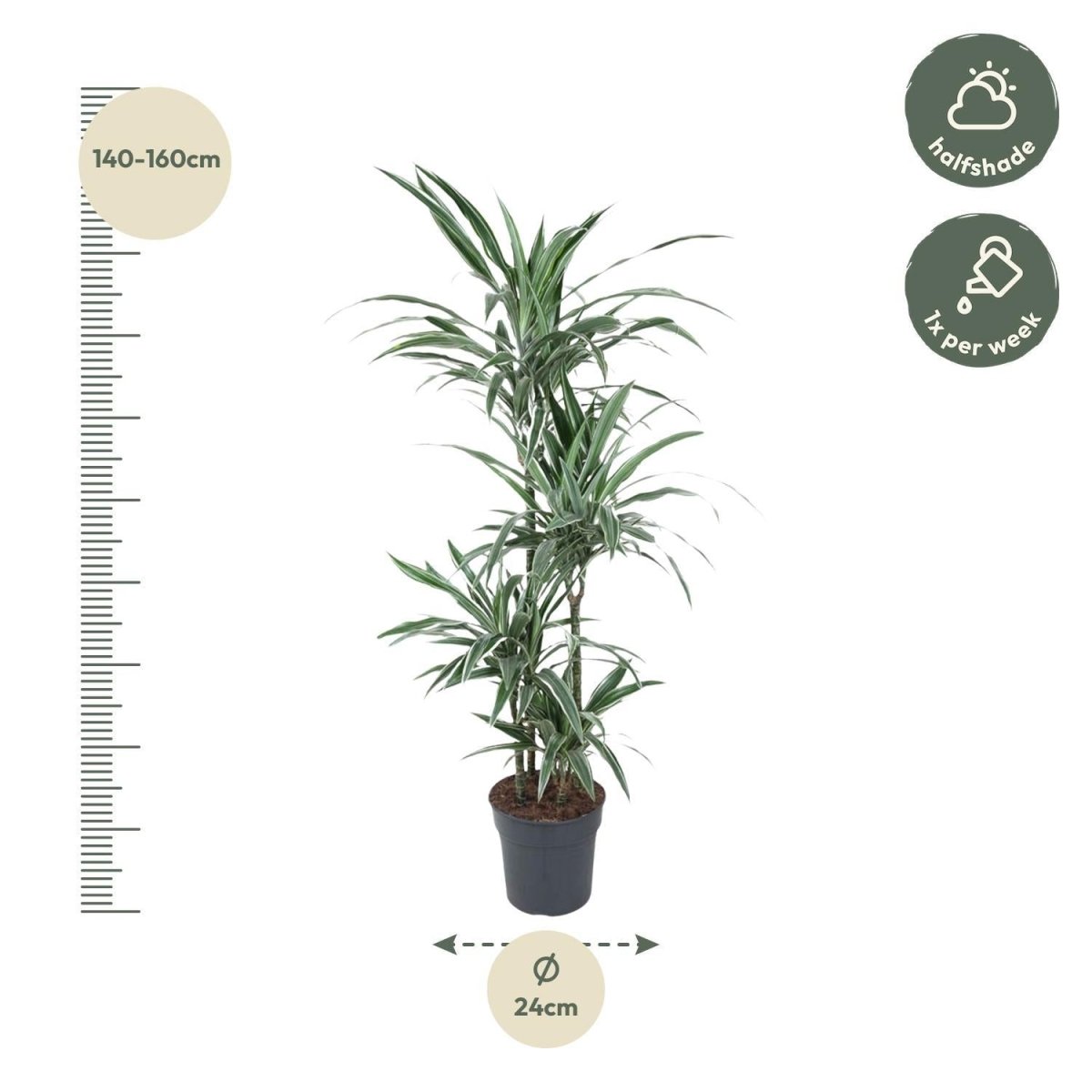 Dracaena Warneckei | XL 4 - LushLeaf | Online planten bestellen