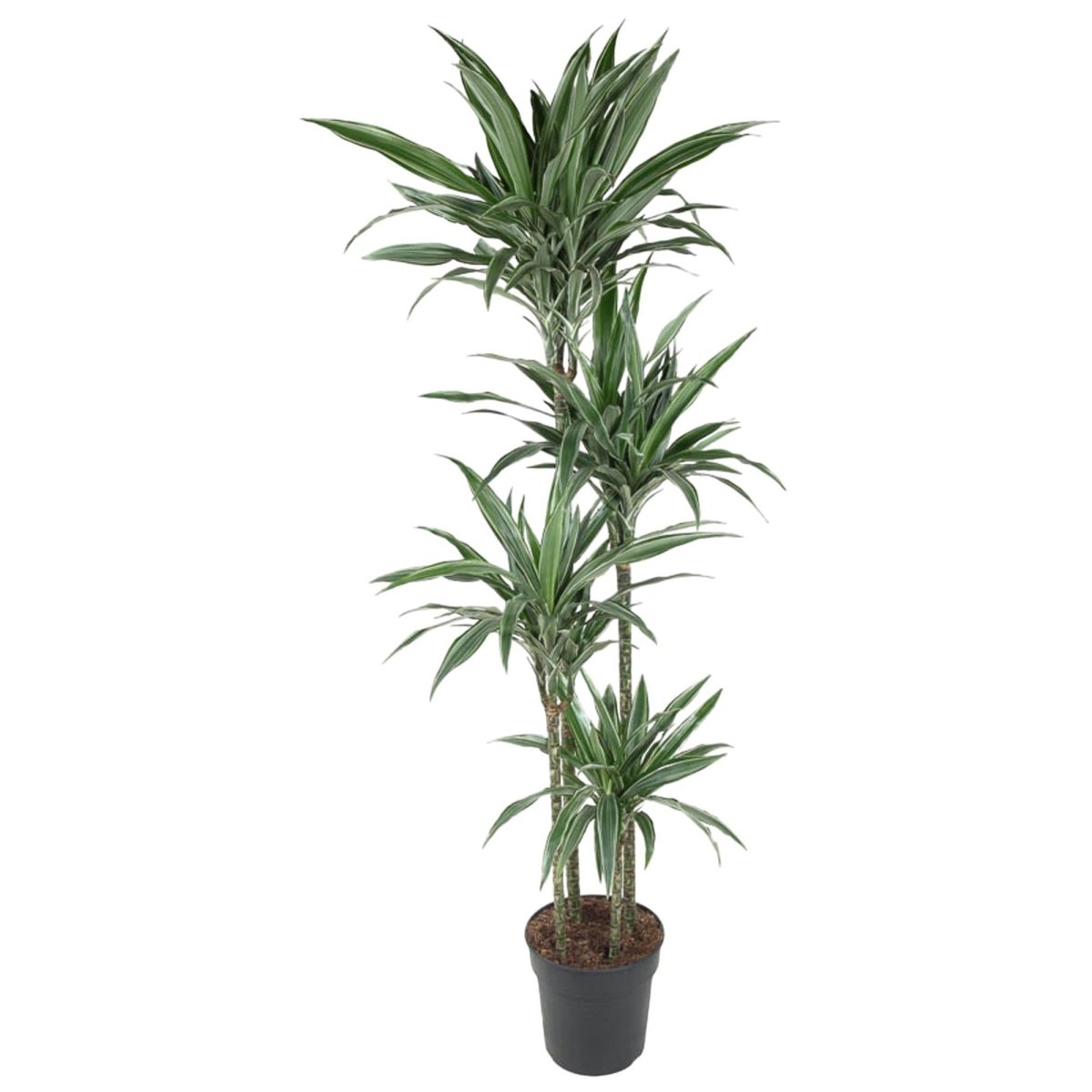 Dracaena Warneckei | XL 6 - LushLeaf | Online planten bestellen