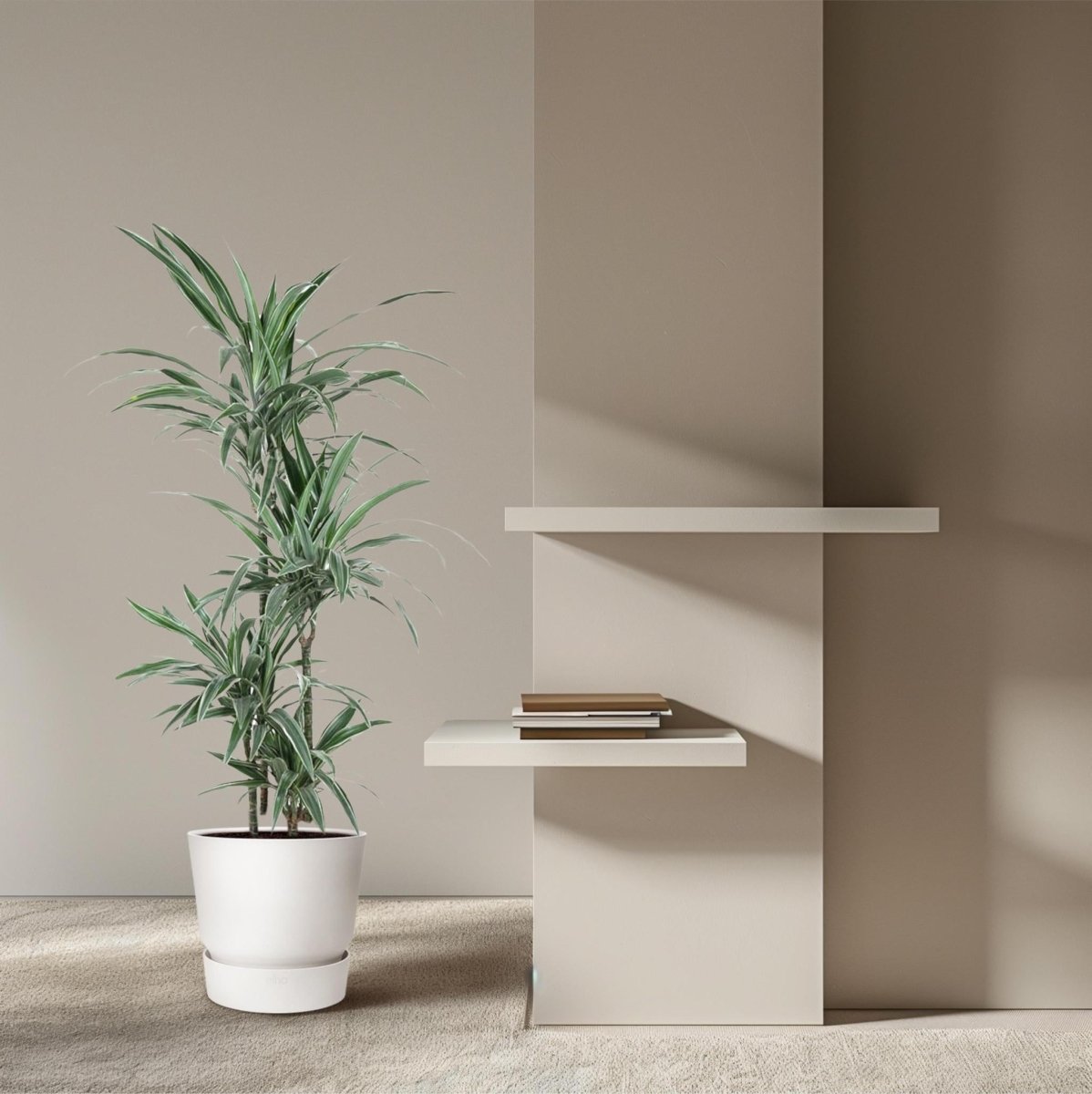 Dracaena Warneckei | XL 3 - LushLeaf | Online planten bestellen