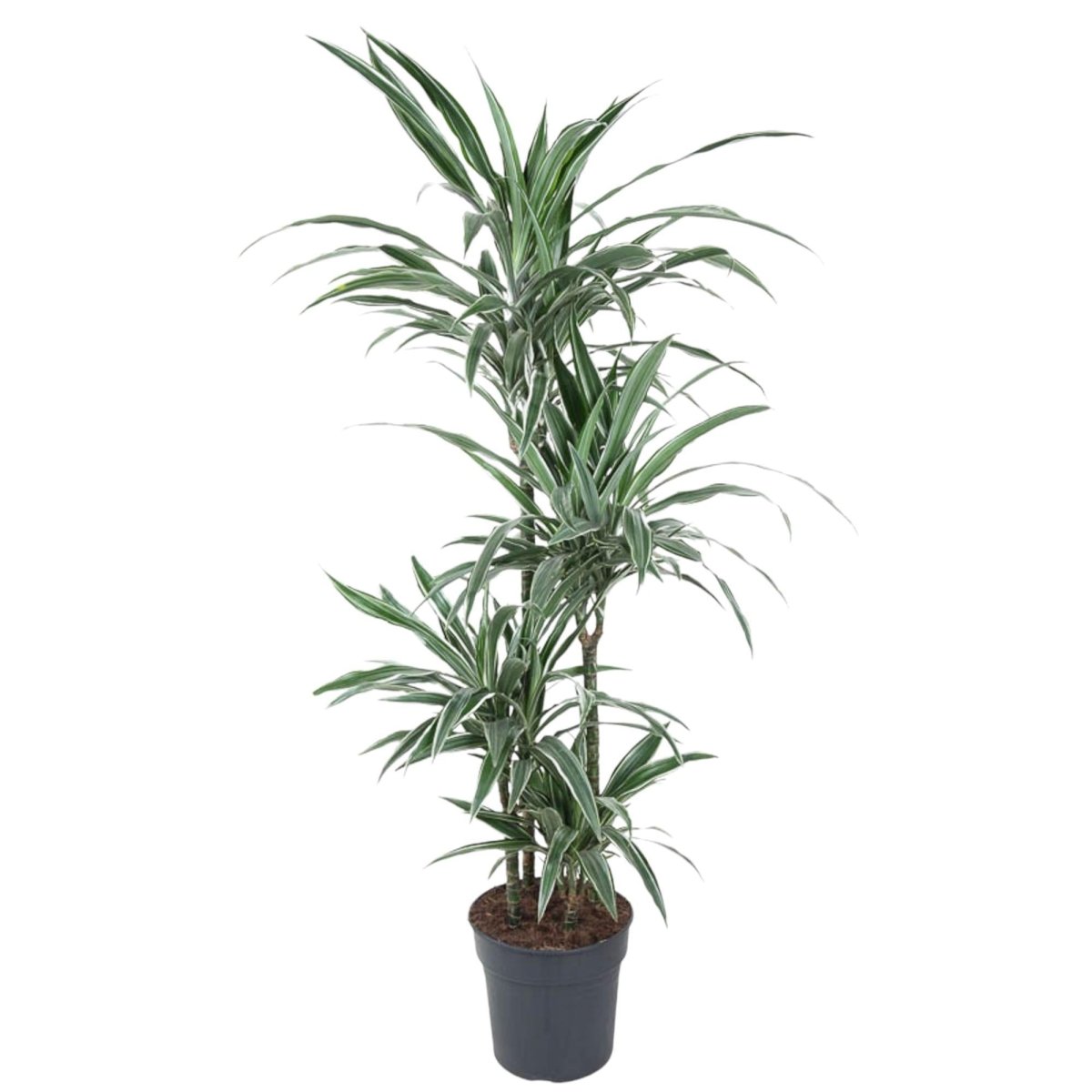 Dracaena Warneckei | XL 1 - LushLeaf | Online planten bestellen