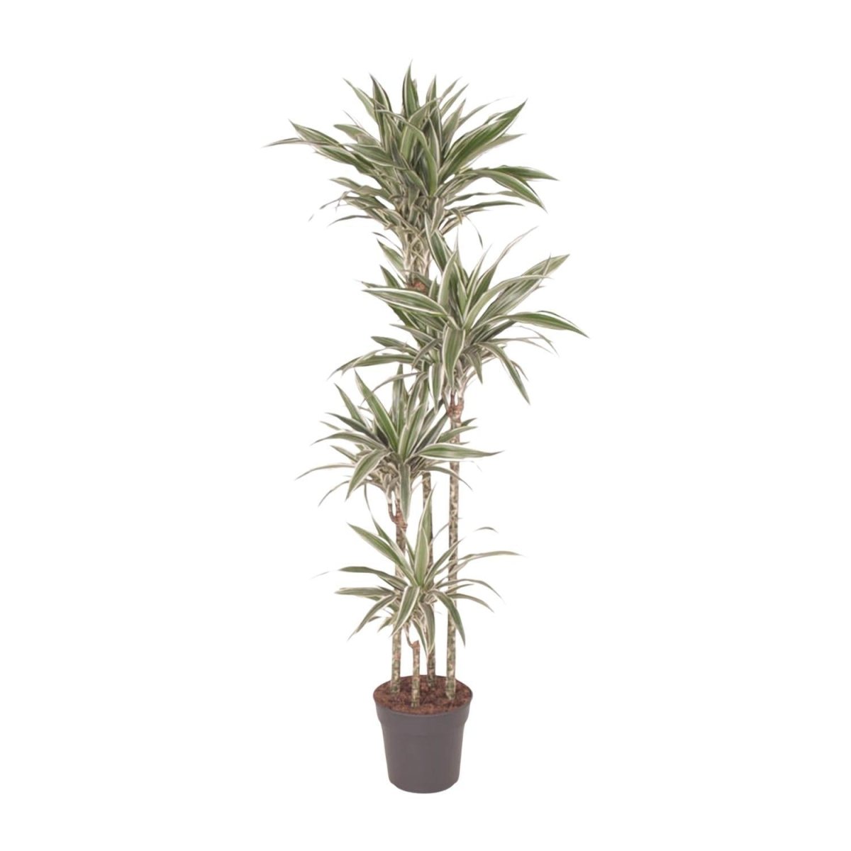 Dracaena White Stripe 6 - LushLeaf | Online planten bestellen