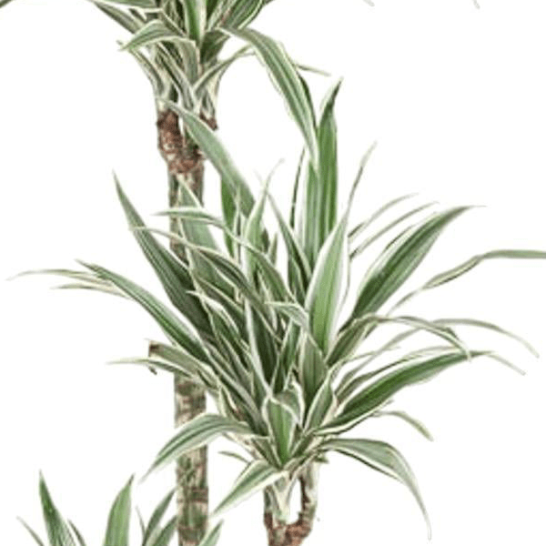 Dracaena White Stripe 2 - LushLeaf | Online planten bestellen
