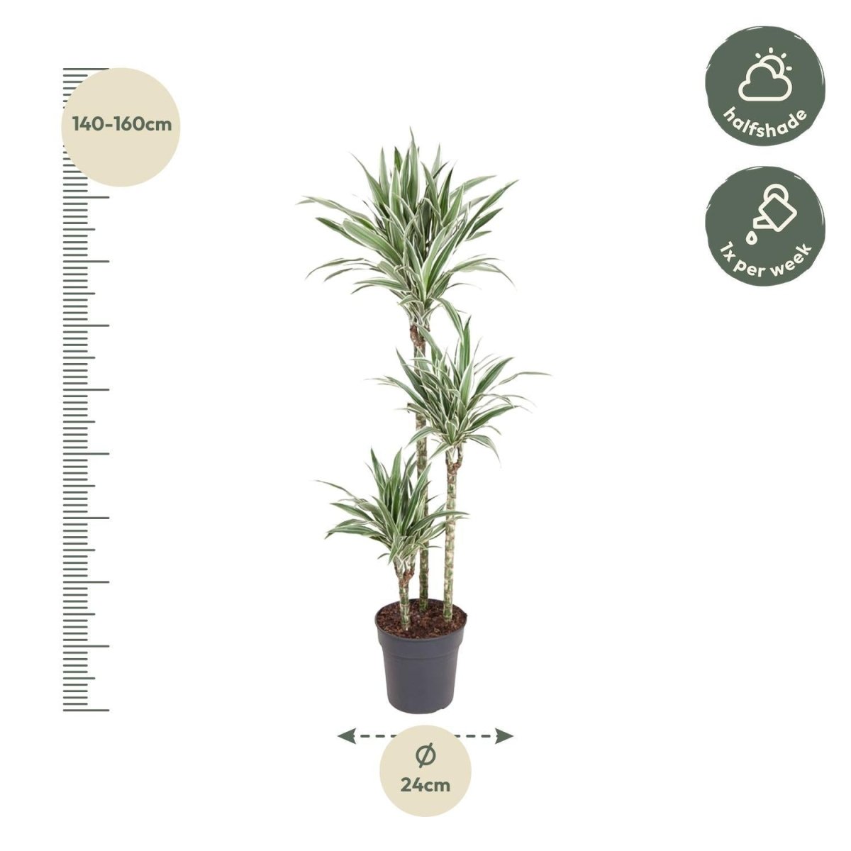 Dracaena White Stripe 4 - LushLeaf | Online planten bestellen