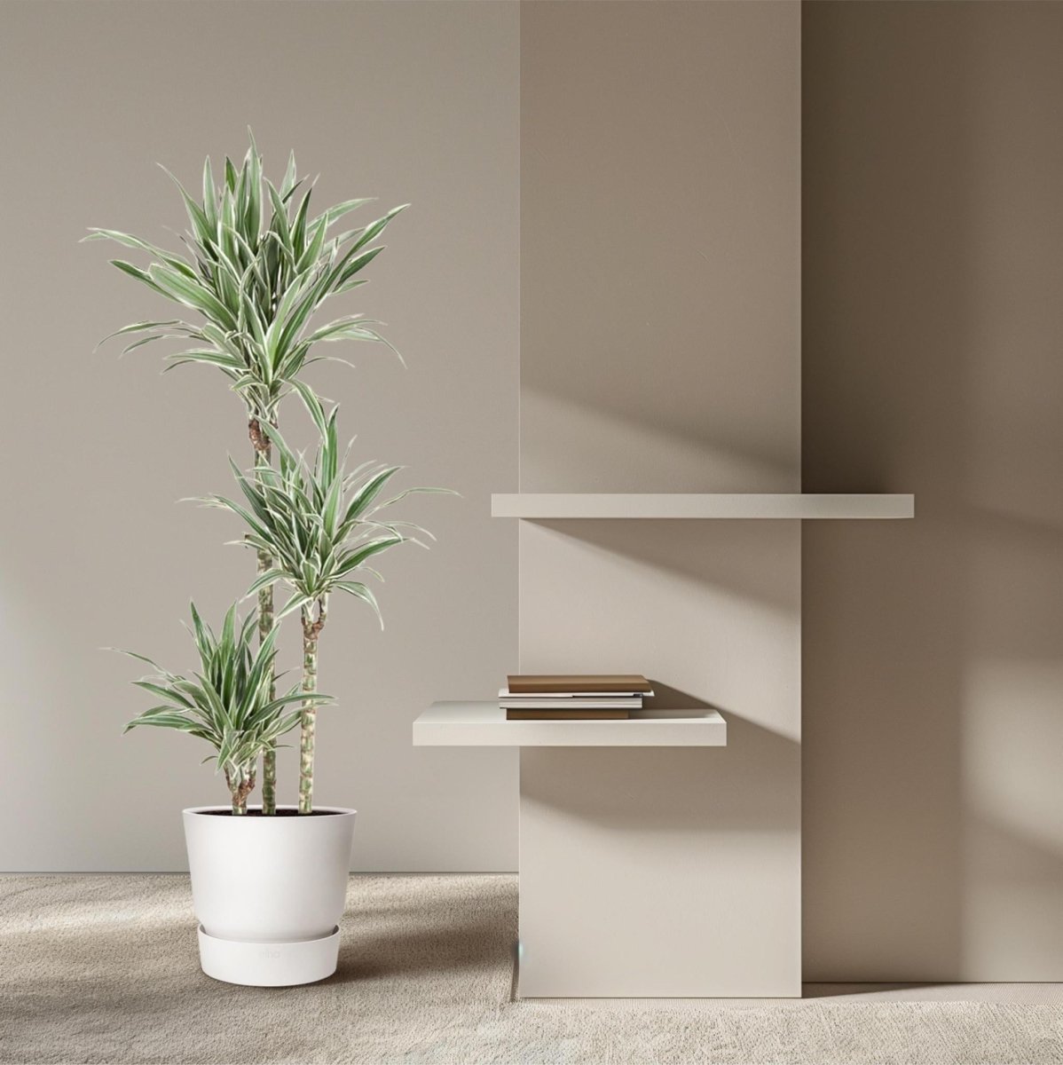 Dracaena White Stripe 3 - LushLeaf | Online planten bestellen