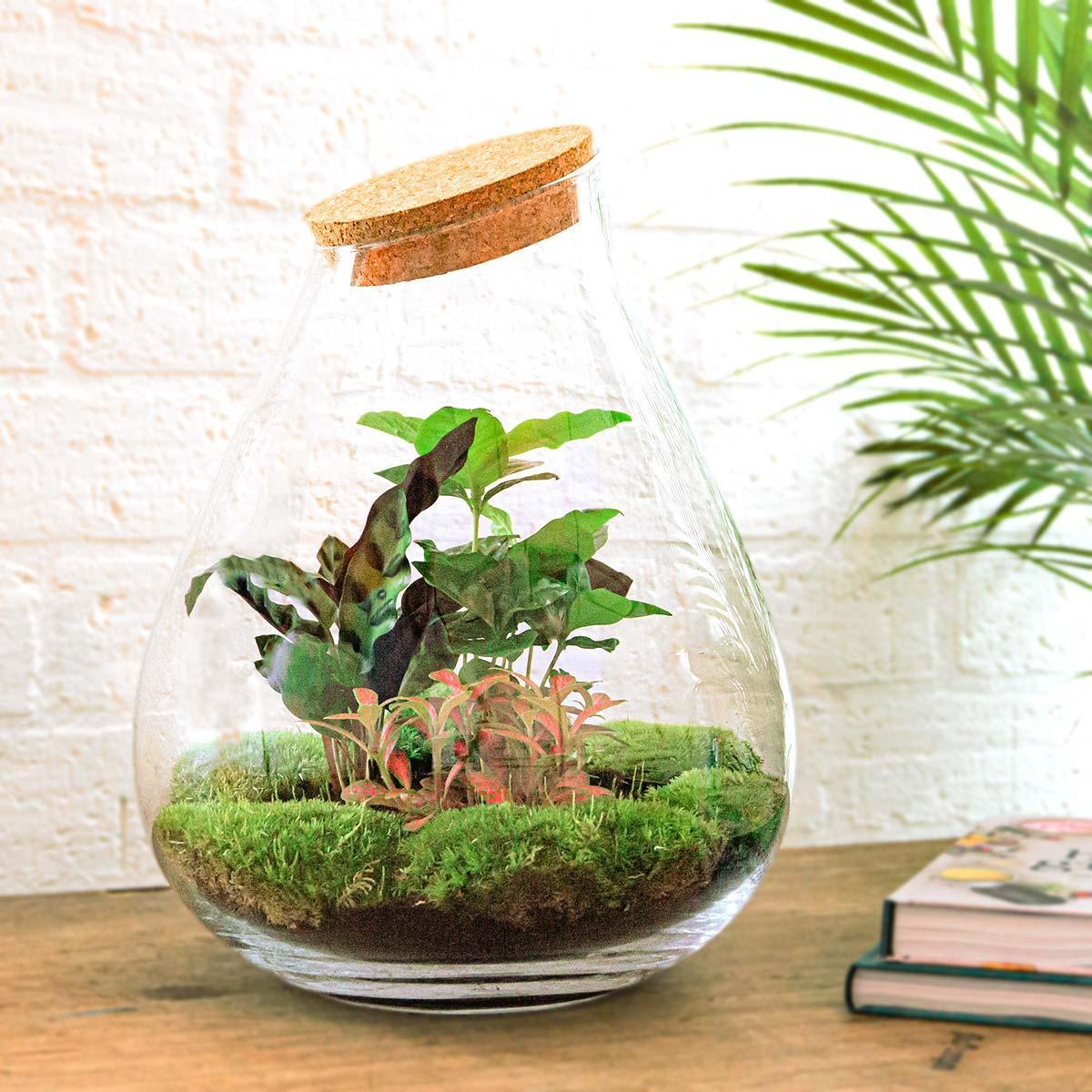 Drop Rood | DIY terrarium 3 - LushLeaf | Online planten bestellen