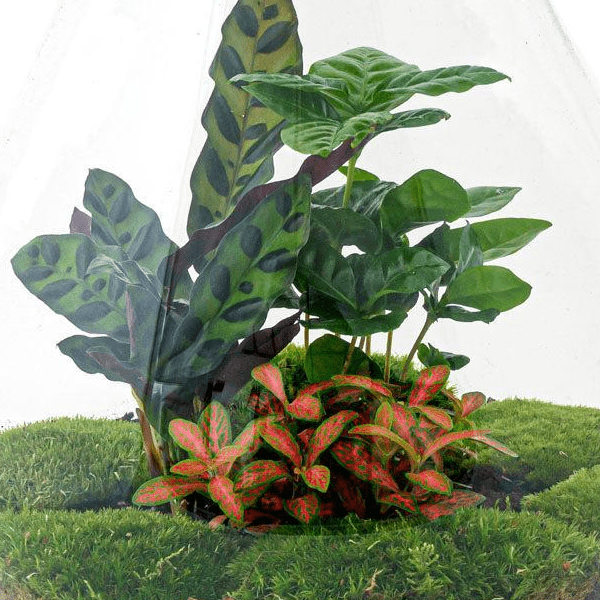 Drop Rood | DIY terrarium 2 - LushLeaf | Online planten bestellen