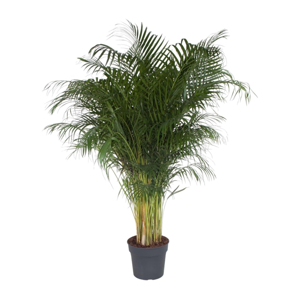 Dypsis Lutescens (Areca palm) | XL 12 - LushLeaf | Online planten bestellen