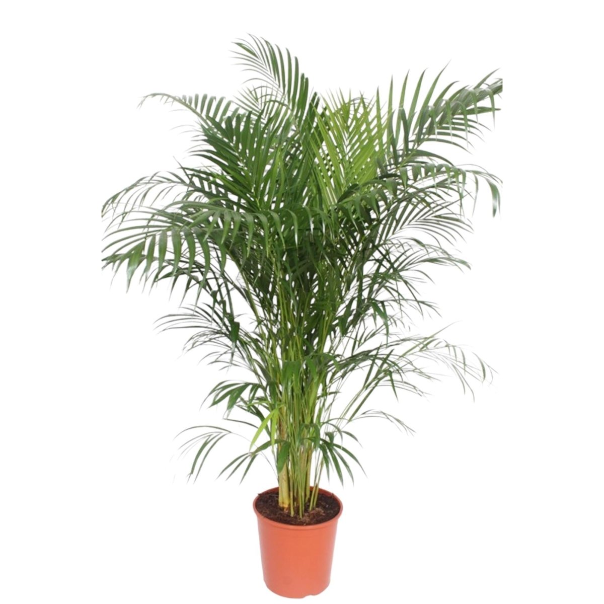 Dypsis Lutescens (Areca palm) | XL 6 - LushLeaf | Online planten bestellen