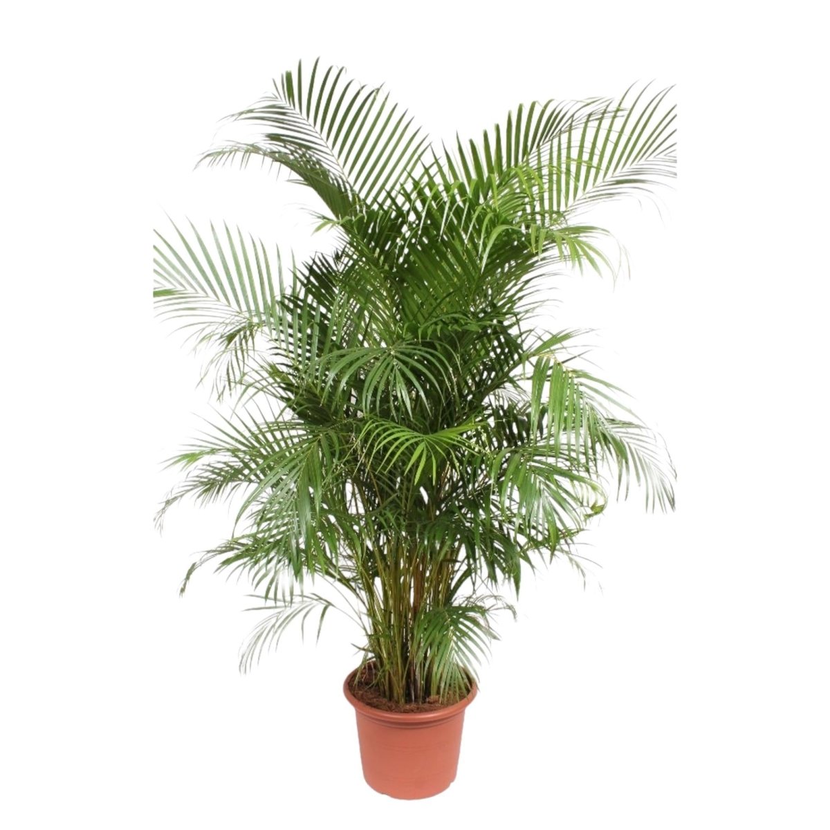 Dypsis Lutescens (Areca palm) | XL 10 - LushLeaf | Online planten bestellen