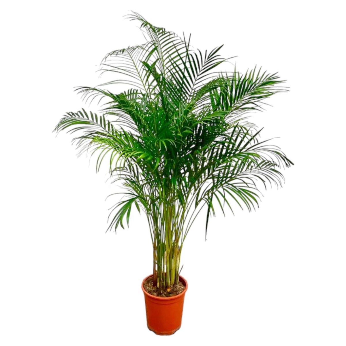 Dypsis Lutescens (Areca palm) | XL 7 - LushLeaf | Online planten bestellen