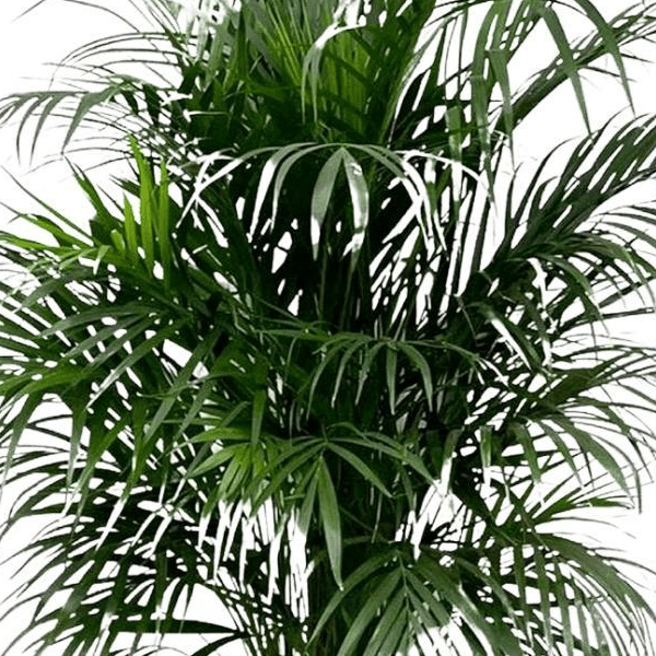 Dypsis Lutescens (Areca palm) | XL 2 - LushLeaf | Online planten bestellen