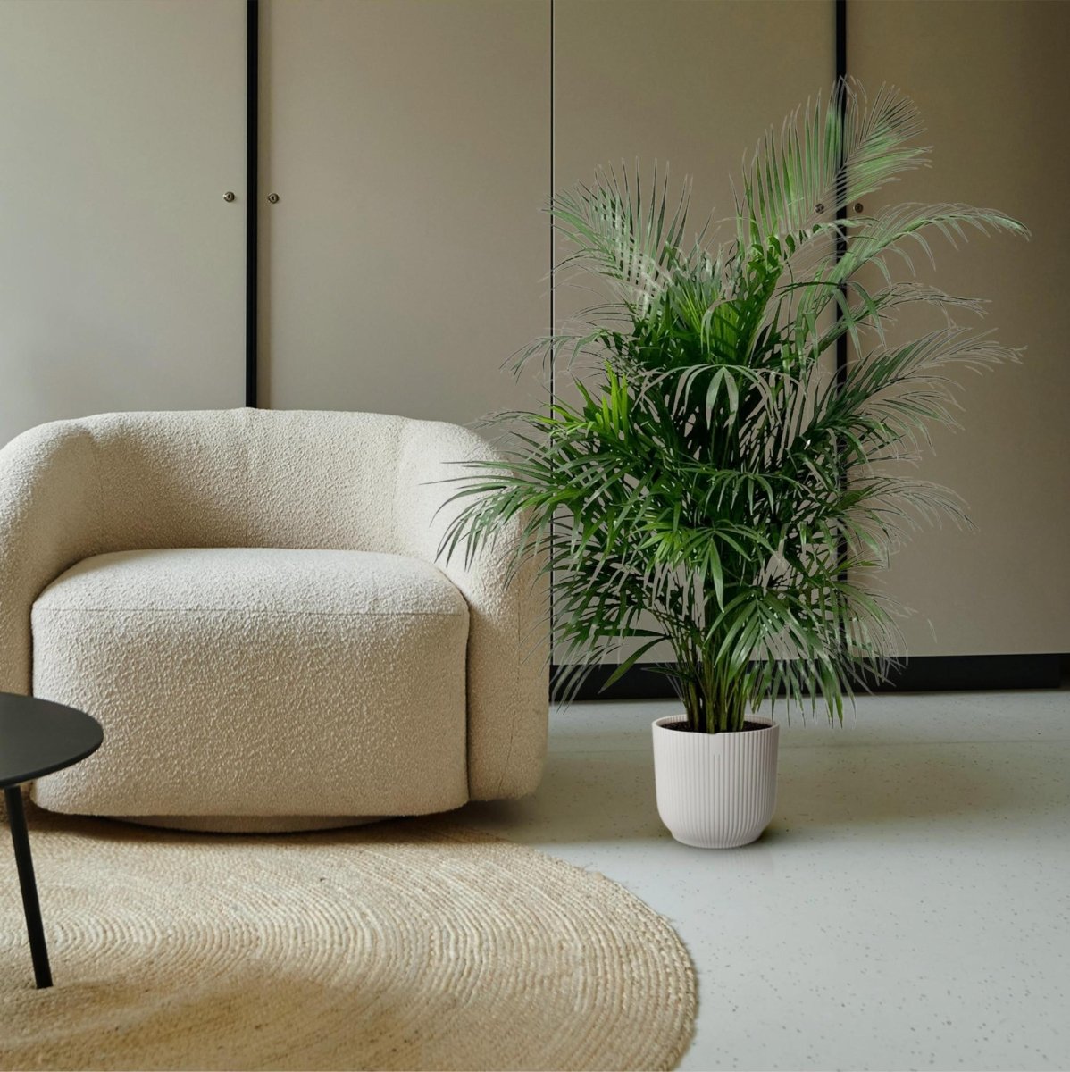 Dypsis Lutescens (Areca palm) | XL 3 - LushLeaf | Online planten bestellen