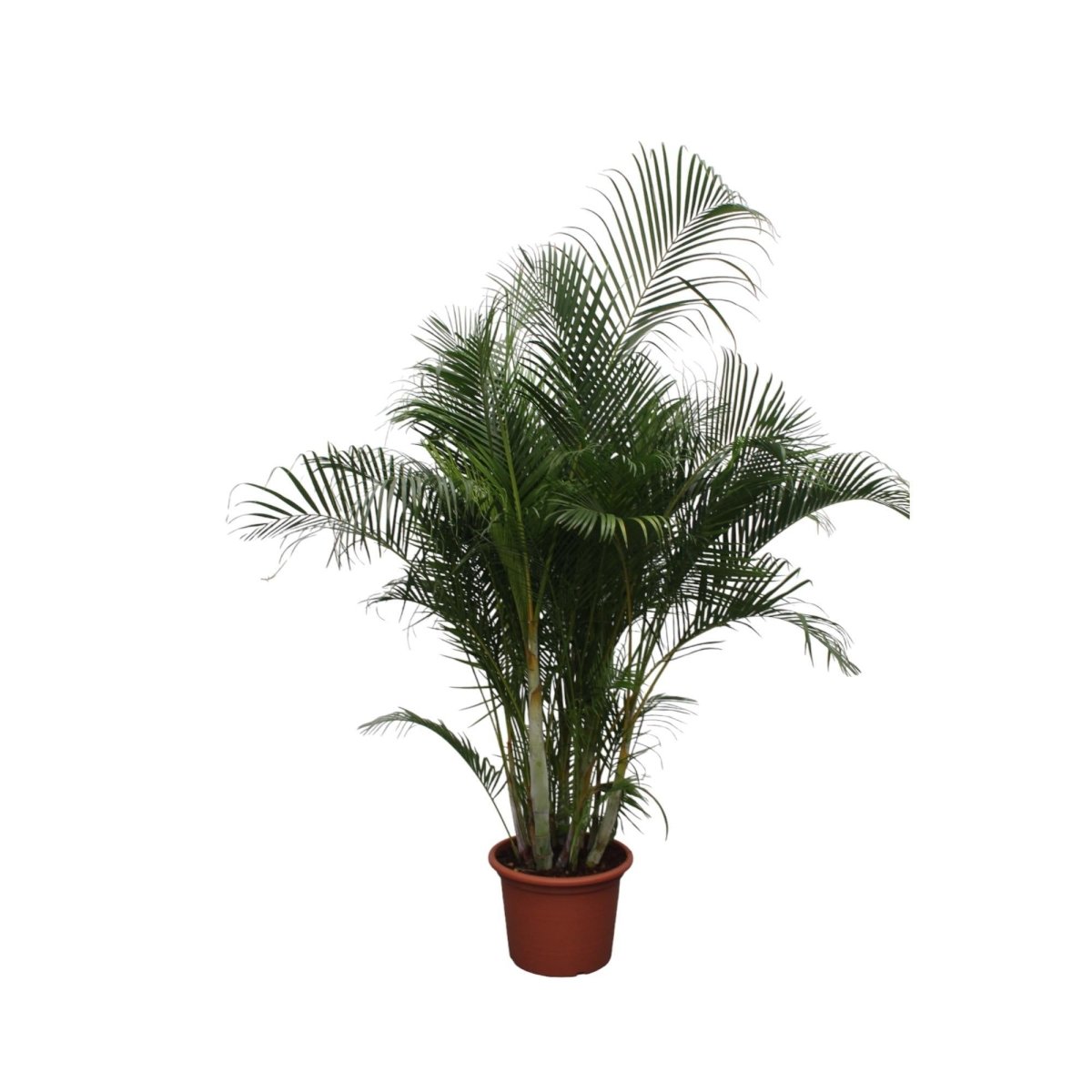 Dypsis Lutescens (Areca palm) | XL 11 - LushLeaf | Online planten bestellen