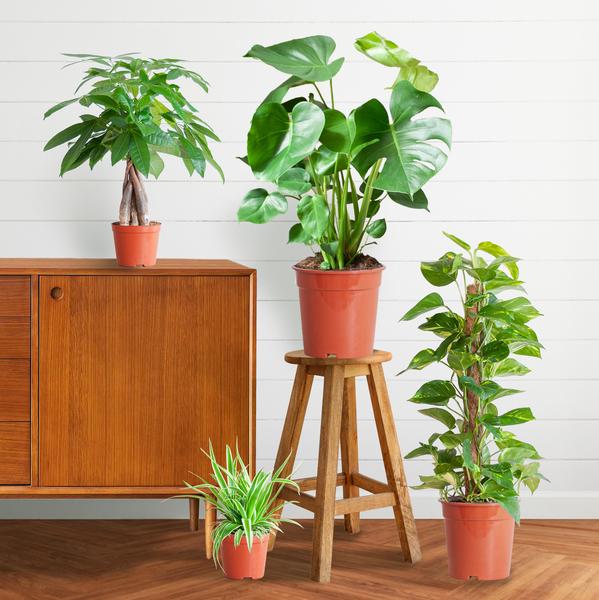 Easy care plantenset | 4 stuks 3 - LushLeaf | Online planten bestellen