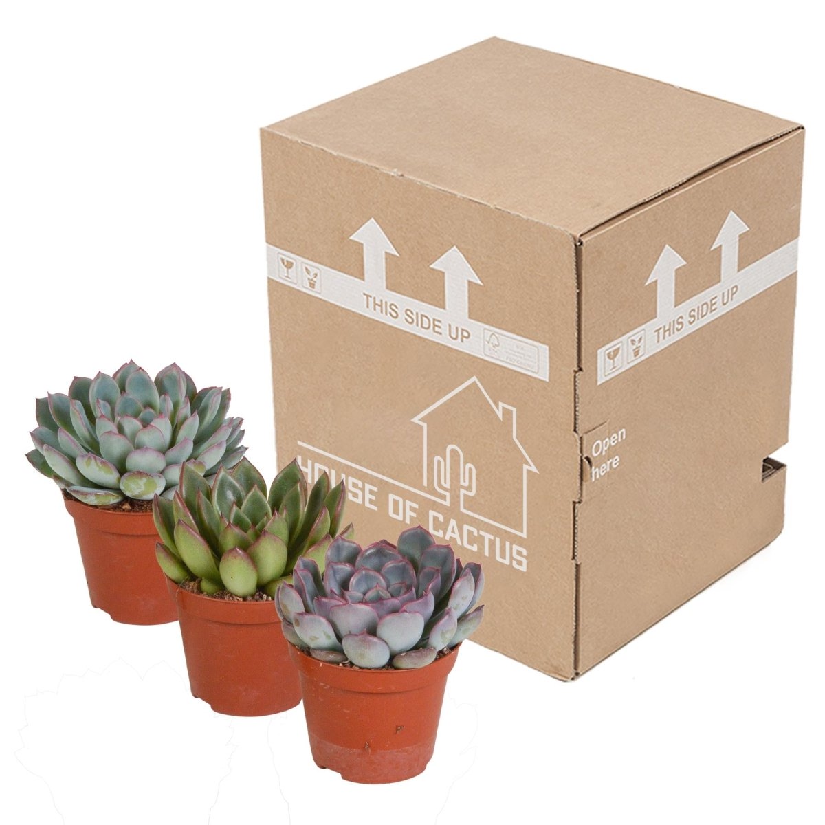 Echeveria mix | 3 stuks 4 - LushLeaf | Online planten bestellen