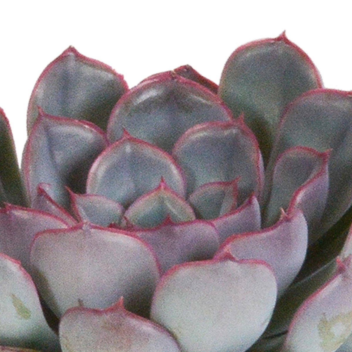 Echeveria mix | 3 stuks 2 - LushLeaf | Online planten bestellen