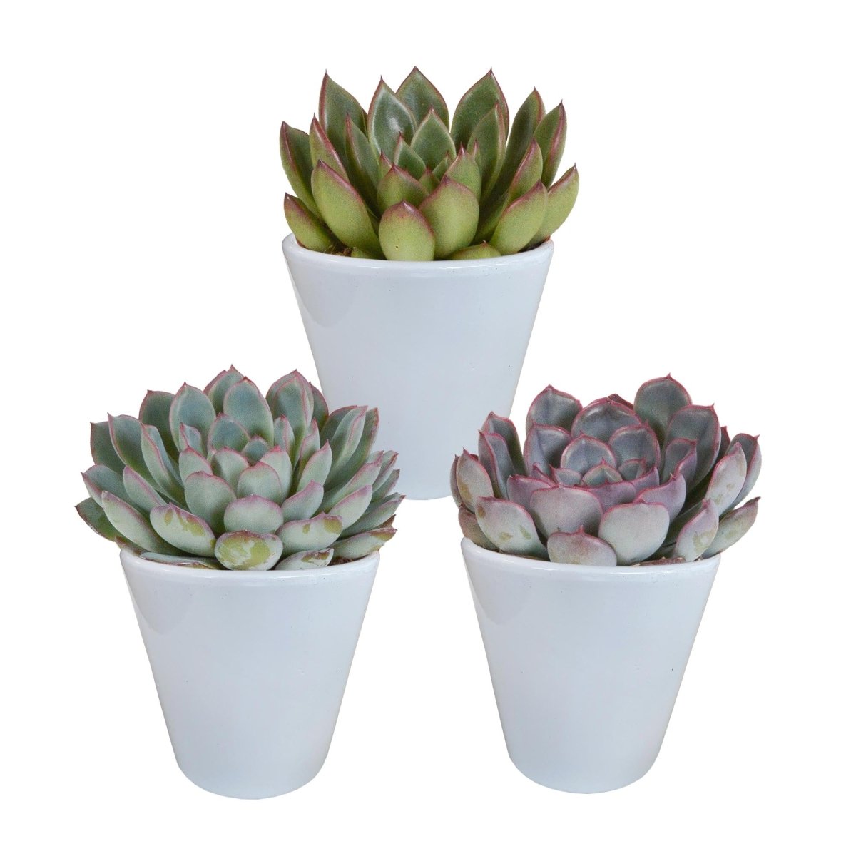 Echeveria mix | 3 stuks 5 - LushLeaf | Online planten bestellen