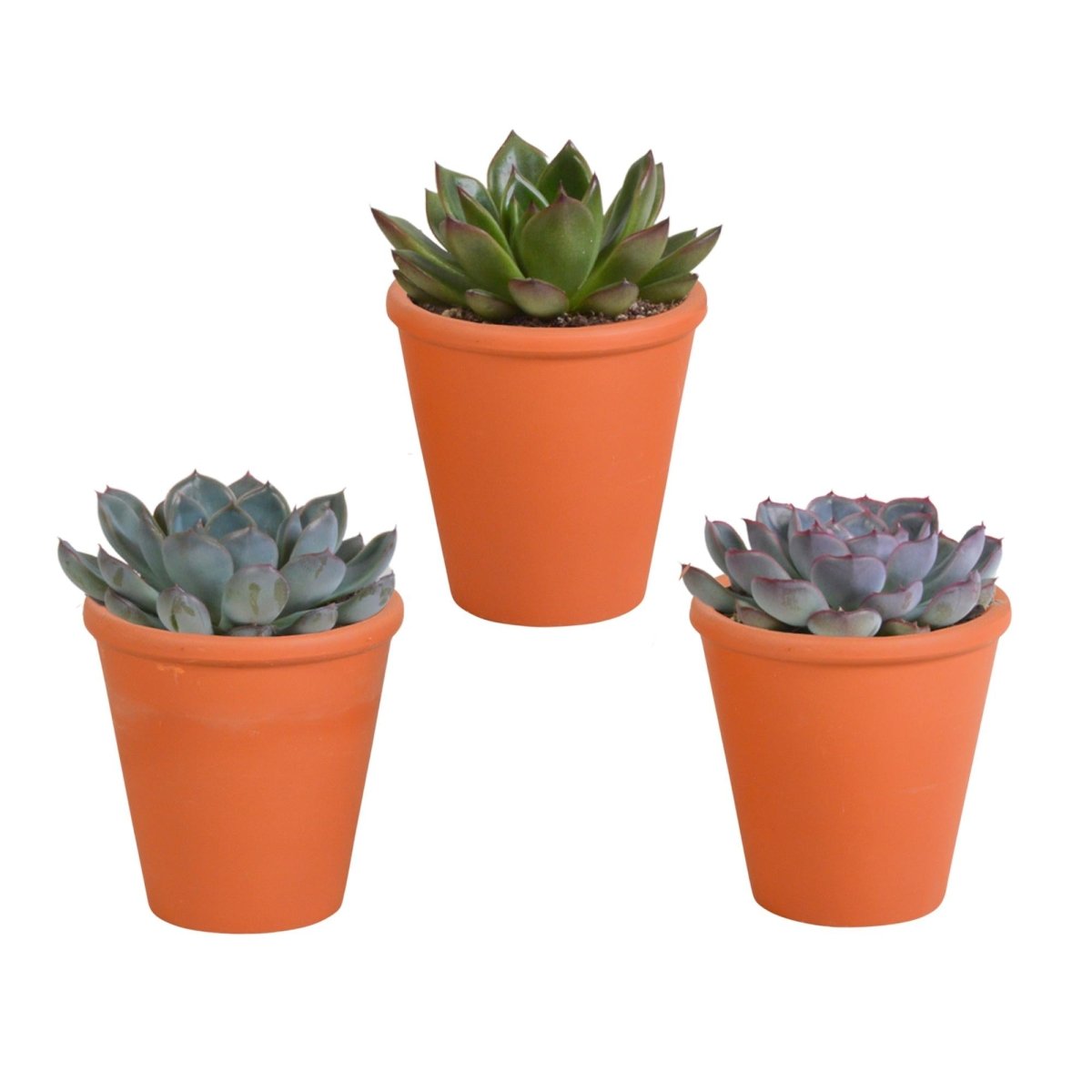 Echeveria mix | 3 stuks 6 - LushLeaf | Online planten bestellen