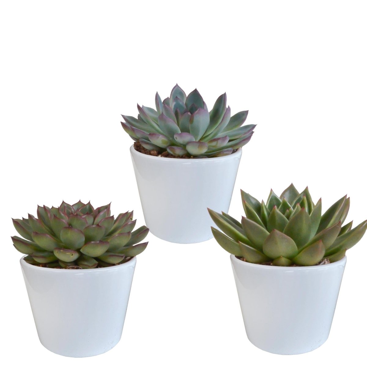 Echeveria mix | 3 stuks 9 - LushLeaf | Online planten bestellen