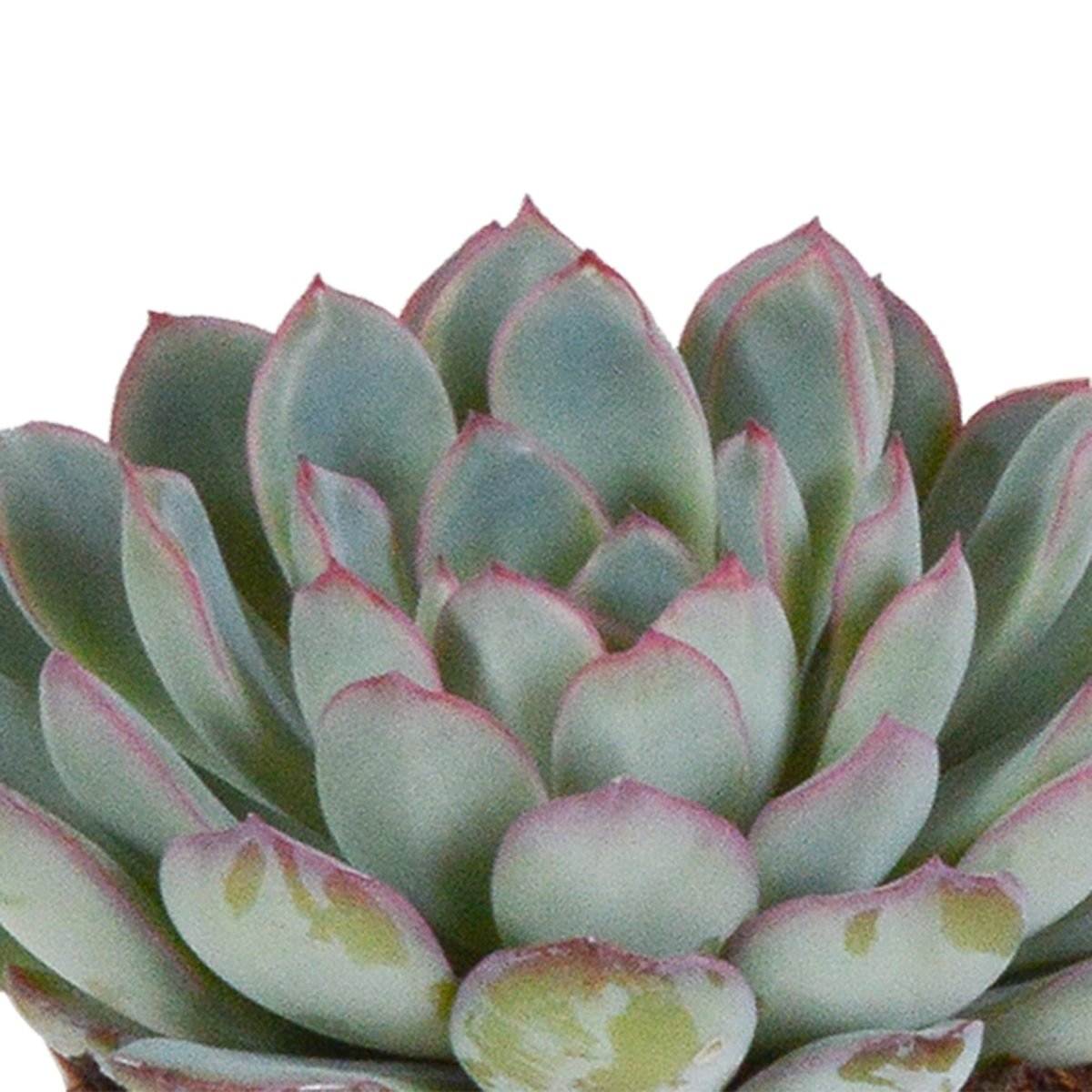 Echeveria mix | 3 stuks 3 - LushLeaf | Online planten bestellen