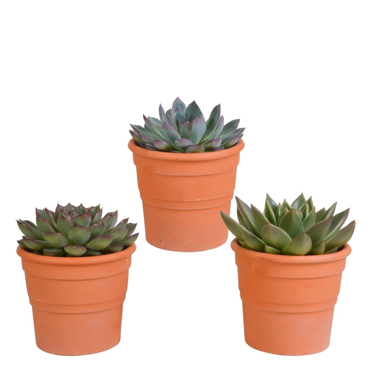 Echeveria mix | 3 stuks 10 - LushLeaf | Online planten bestellen