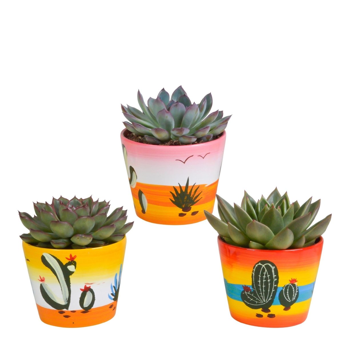 Echeveria mix | 3 stuks 11 - LushLeaf | Online planten bestellen