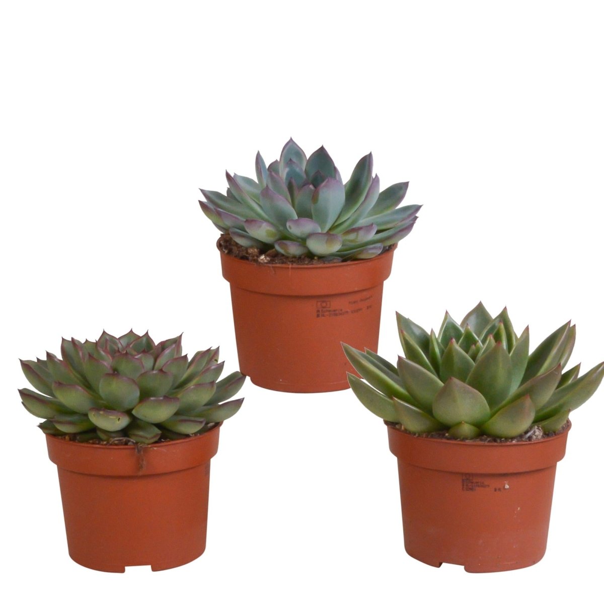 Echeveria mix | 3 stuks 8 - LushLeaf | Online planten bestellen