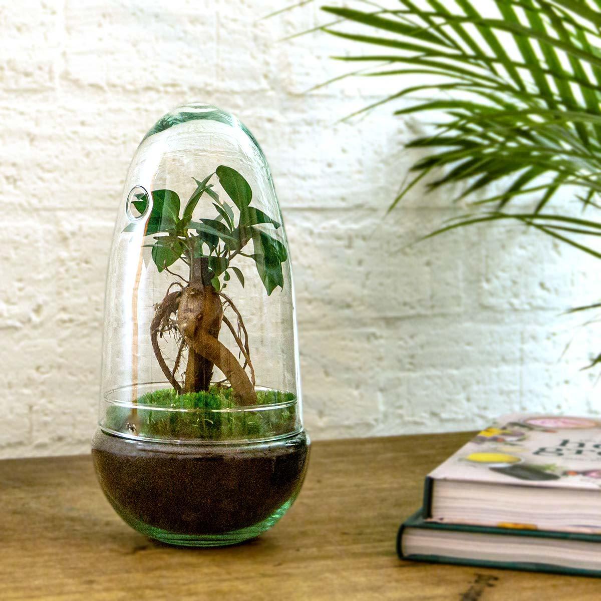 Egg Bonsai | DIY terrarium 3 - LushLeaf | Online planten bestellen