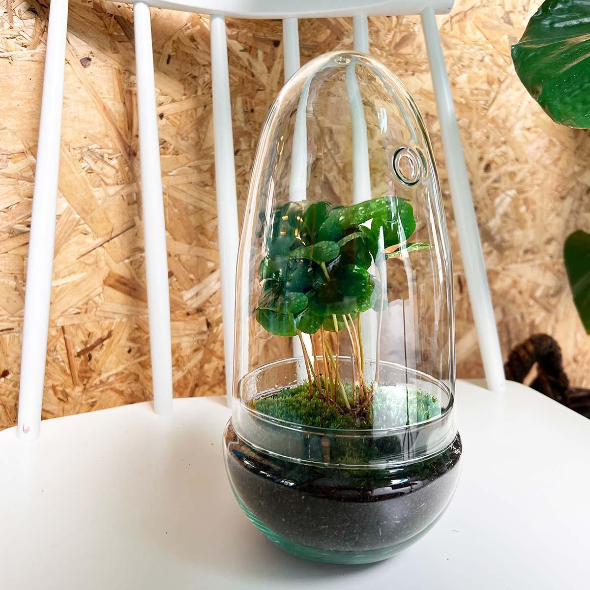 Egg Coffea Arabica | DIY terrarium 4 - LushLeaf | Online planten bestellen